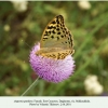 argynnis pandora daghestan female 1